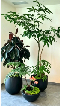宁波绿植租摆市场-奉化花卉租摆摆放位置-余姚绿化养护服务需求-杭州湾花卉租用